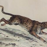 ORIGINAL ZOOLOGICAL PLATE OF 1839 " Tiger & Panther "