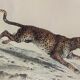 ORIGINAL ZOOLOGICAL PLATE OF 1839 " Tiger & Panther "