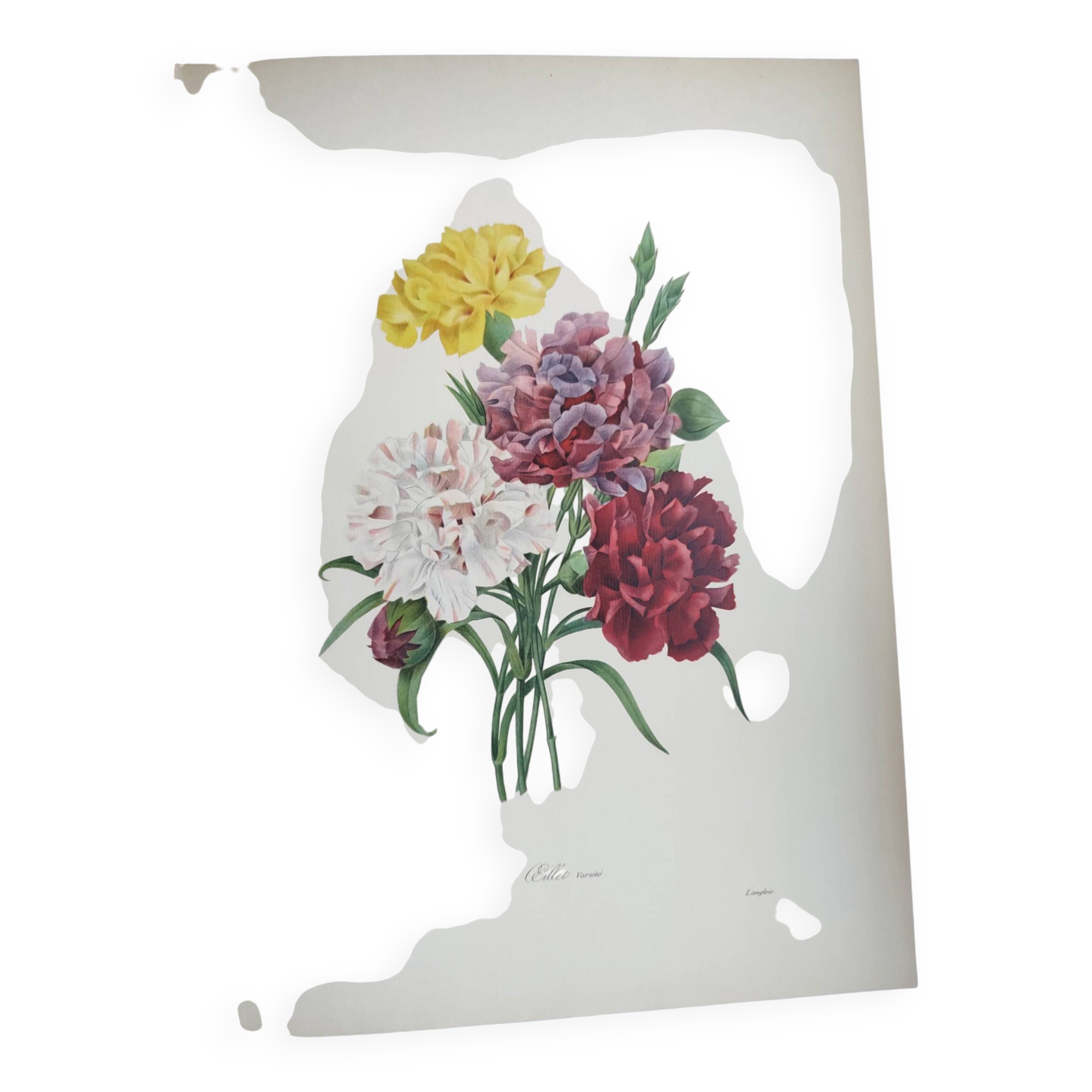 Antique botanical engravings -1955- Carnation- by PJ. Redouté. Vintage nature