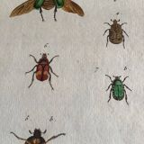 Colorized entomology board: Cetonia