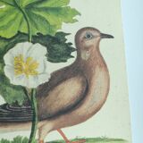 Old bird engraving - Dove - Zoological plate by Seligmann & Catesby. 1973