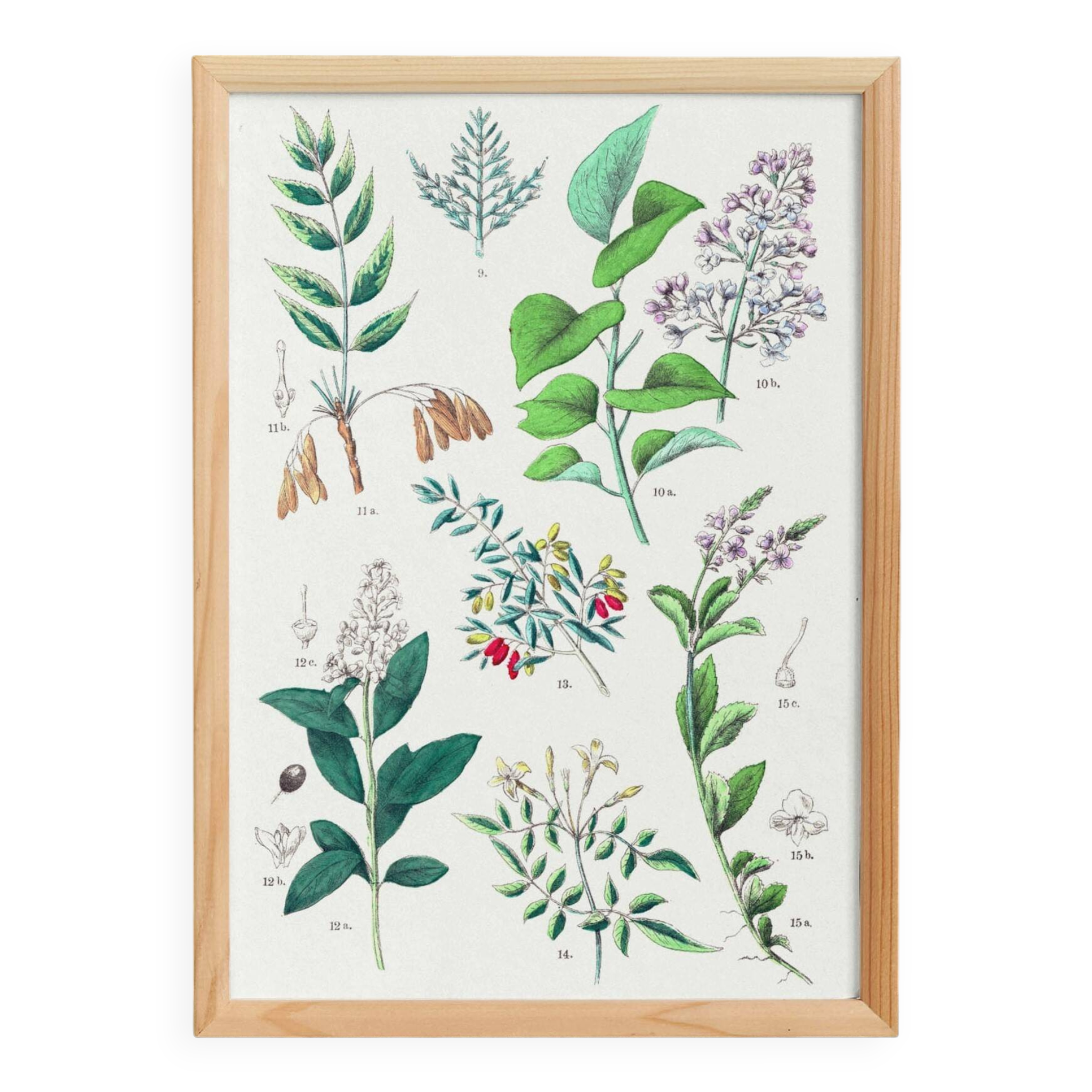 Affiche sur les plantes d'après une gravure de 1881 "salicorne"