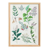 Plant poster based on an 1881 engraving "samphire"