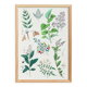 Plant poster based on an 1881 engraving "samphire"