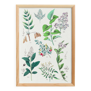 Affiche sur les plantes d'après une gravure de 1881 "salicorne"