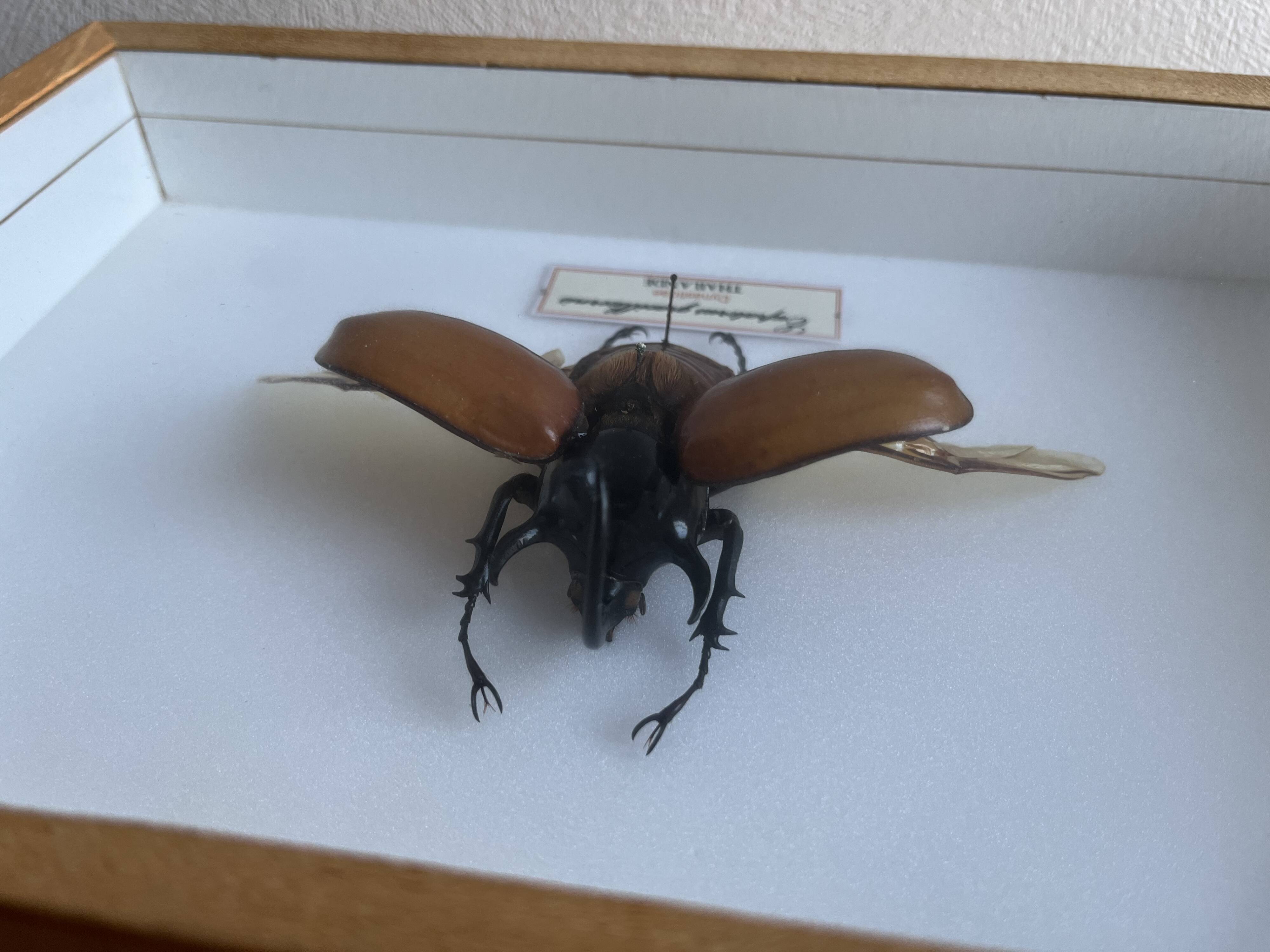 Naturalized beetle insect display frame “Eupatorus gracilicornis”