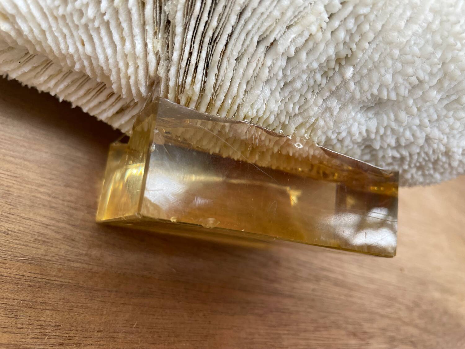 Coral “shark cushion”