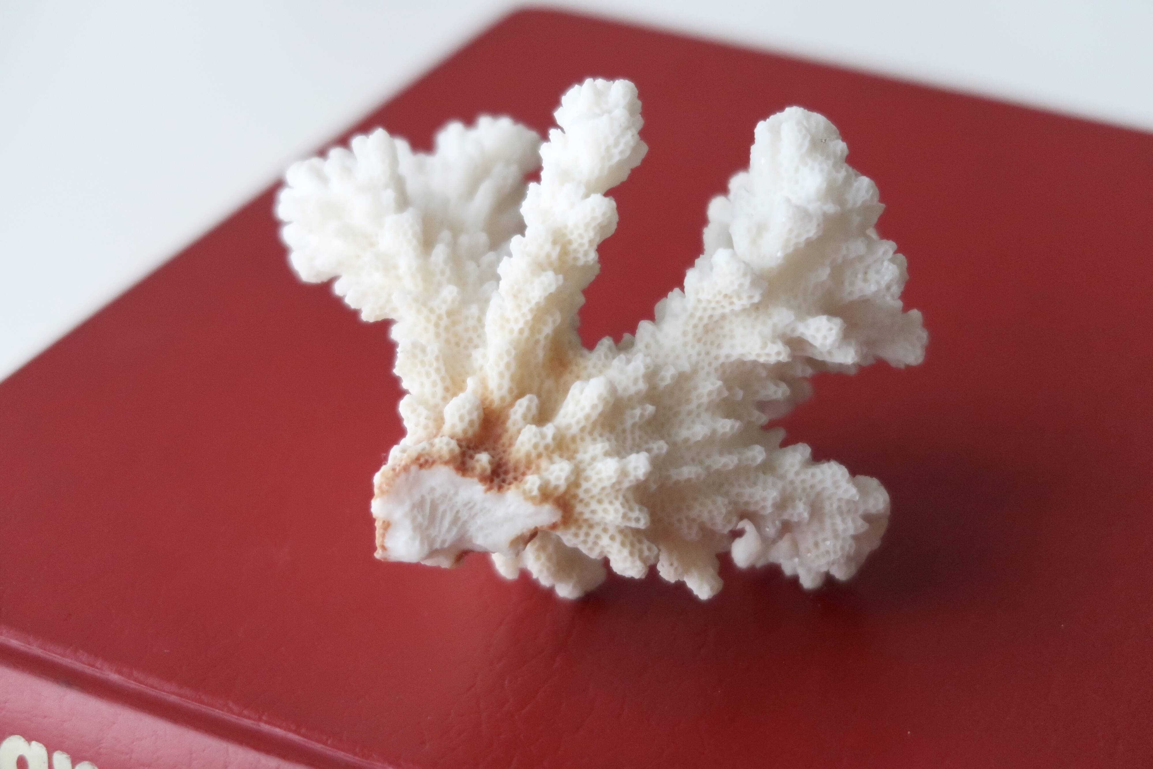 Branche de corail blanc, années 70