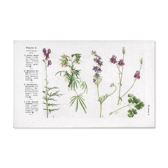 Small botanical plate n°3