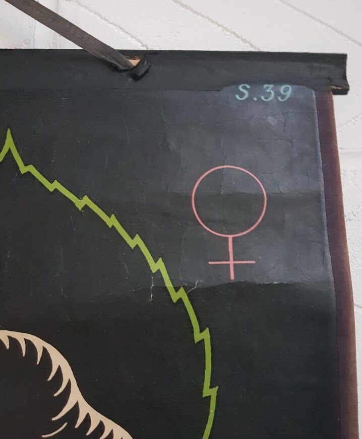 Vintage school poster by Paul Sougy - Selaginella, 1959