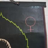 Vintage school poster by Paul Sougy - Selaginella, 1959