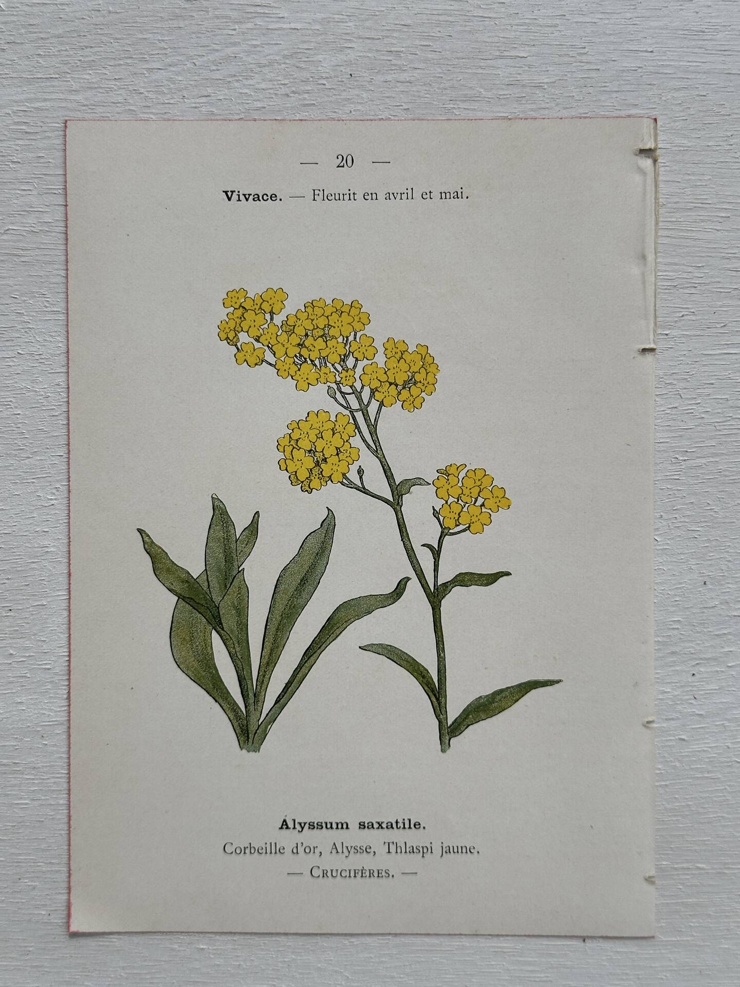 Botanical Plate 1800 Old Naturalist Engraving 19th Century Double-Sided