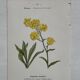 Botanical Plate 1800 Old Naturalist Engraving 19th Century Double-Sided