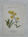 Botanical Plate 1800 Old Naturalist Engraving 19th Century Double-Sided