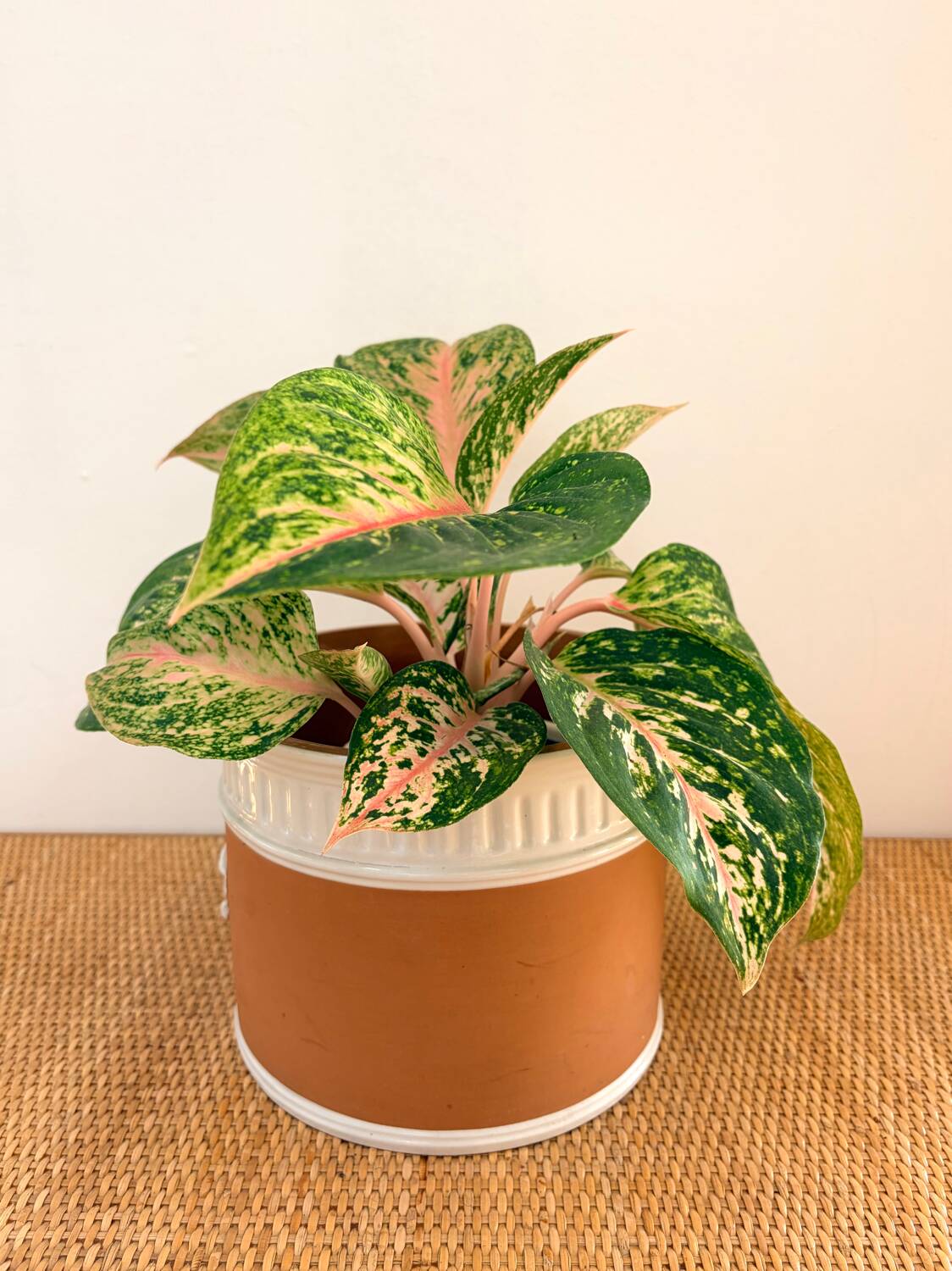 Terracotta cache-pot and slip - Maison Chaumette Paris