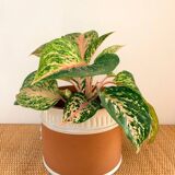 Terracotta cache-pot and slip - Maison Chaumette Paris