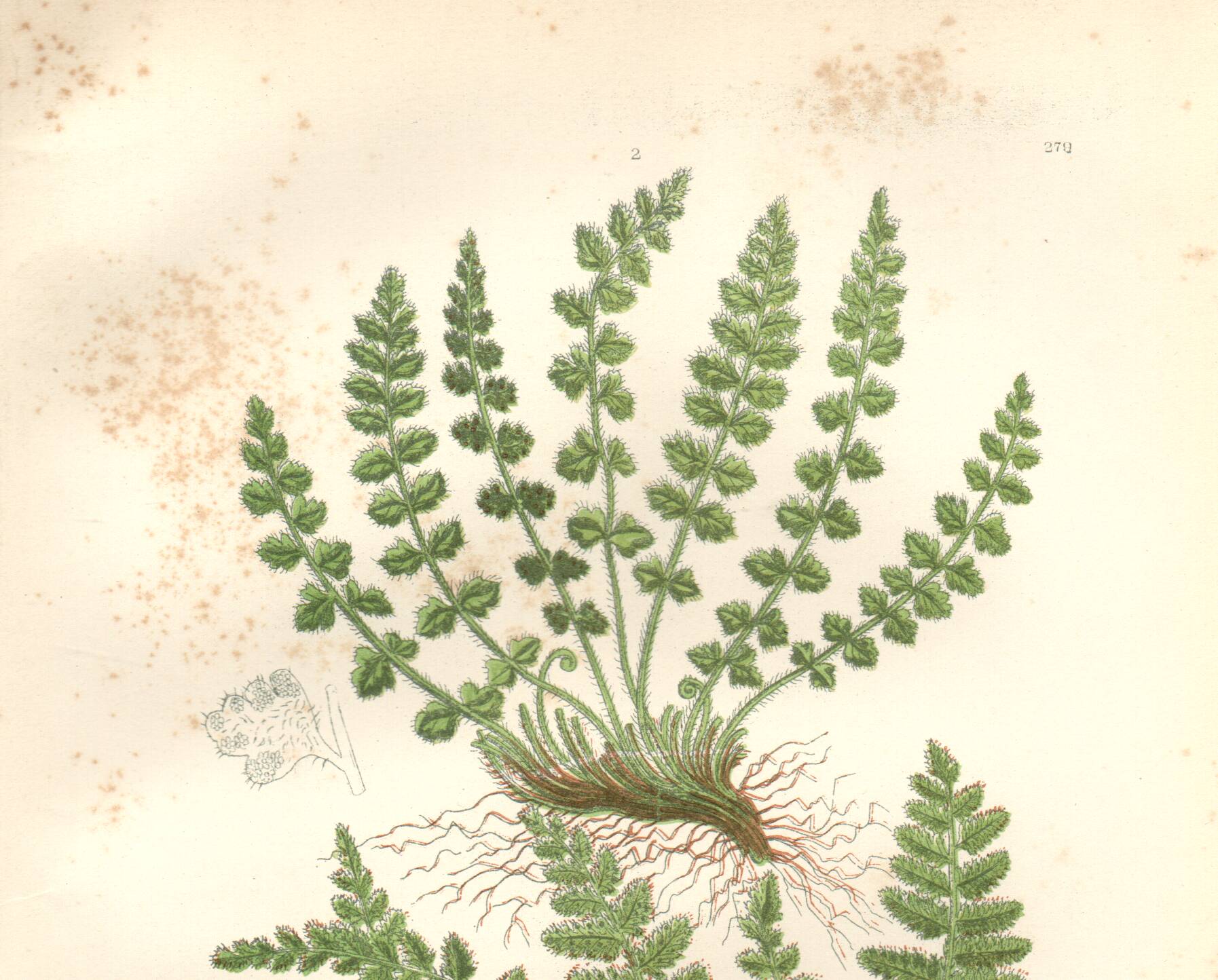 Gravure botanique ancienne 1889 - Fougères Woodsia par A. Pratt - nature