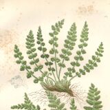 Gravure botanique ancienne 1889 - Fougères Woodsia par A. Pratt - nature