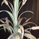 3-light metal vegetal pattern chandelier