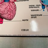 Anatomy School Poster - Vintage