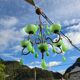 Italian chandelier with 5 lights in green opaline glass with uranium - ouraline