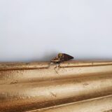 Louis Philippe-style mirror