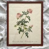 Framed lithograph roses Pierre Joseph Redouté, vintage botanical poster