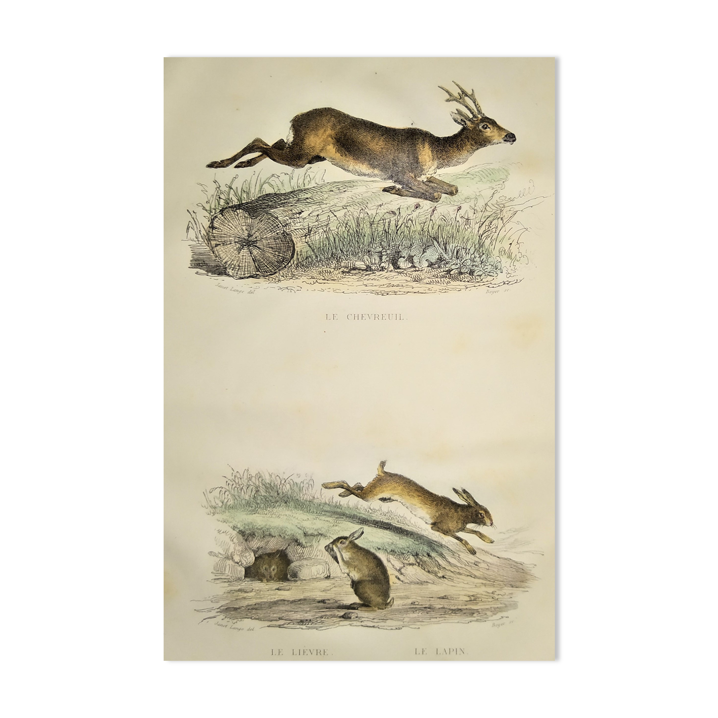 Original zoological plate of 1839 " Deer ,....,.... "
