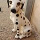 Glazed ceramic statue of a Dalmatian dog – Italy, circa 1970