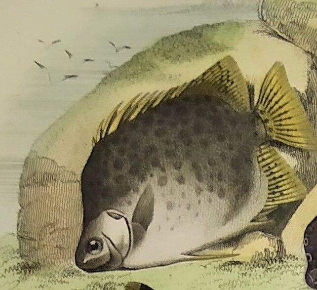 Original zoological plate of 1839 " the chetodon argus,...,...,...