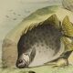 Planche zoologique originale de 1839 " le chetodon argus,...,...,...