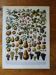 Lithographie originale sur les fruits