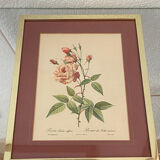 Botanical poster, P-J Redouté, brass frame