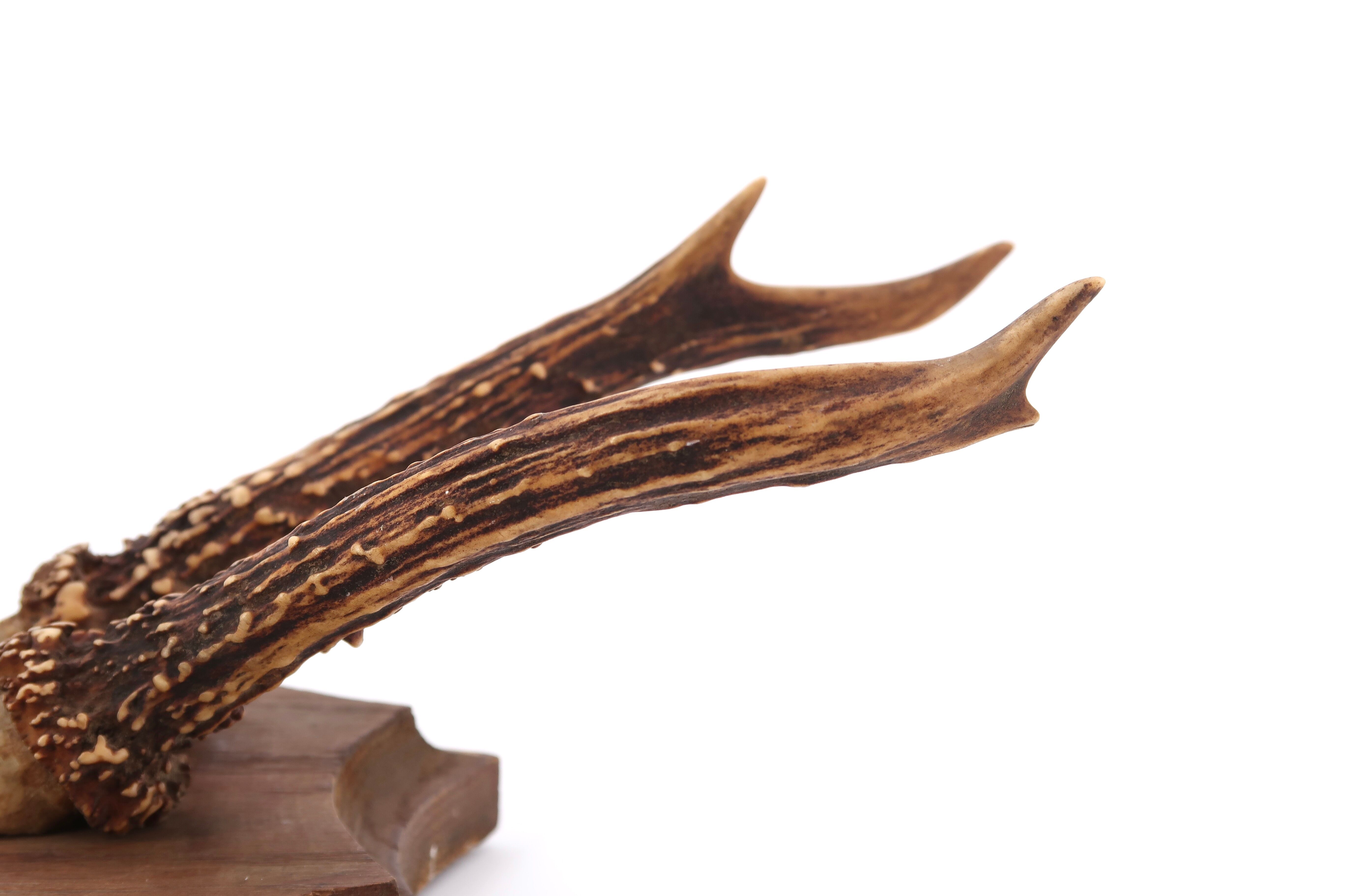 Deer antlers, wall trophy