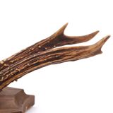 Deer antlers, wall trophy