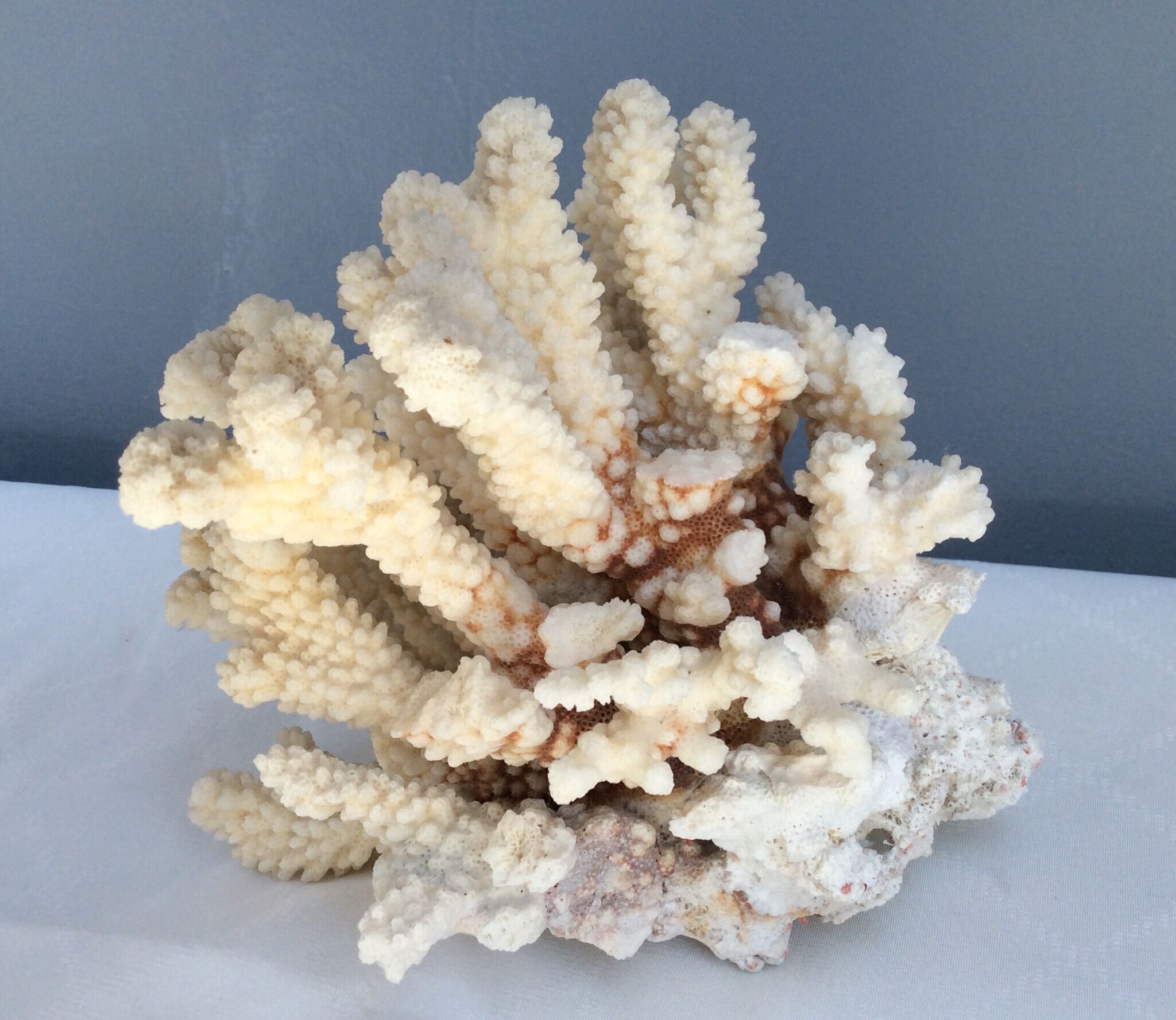 White coral