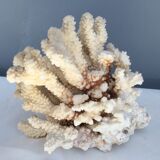 White coral