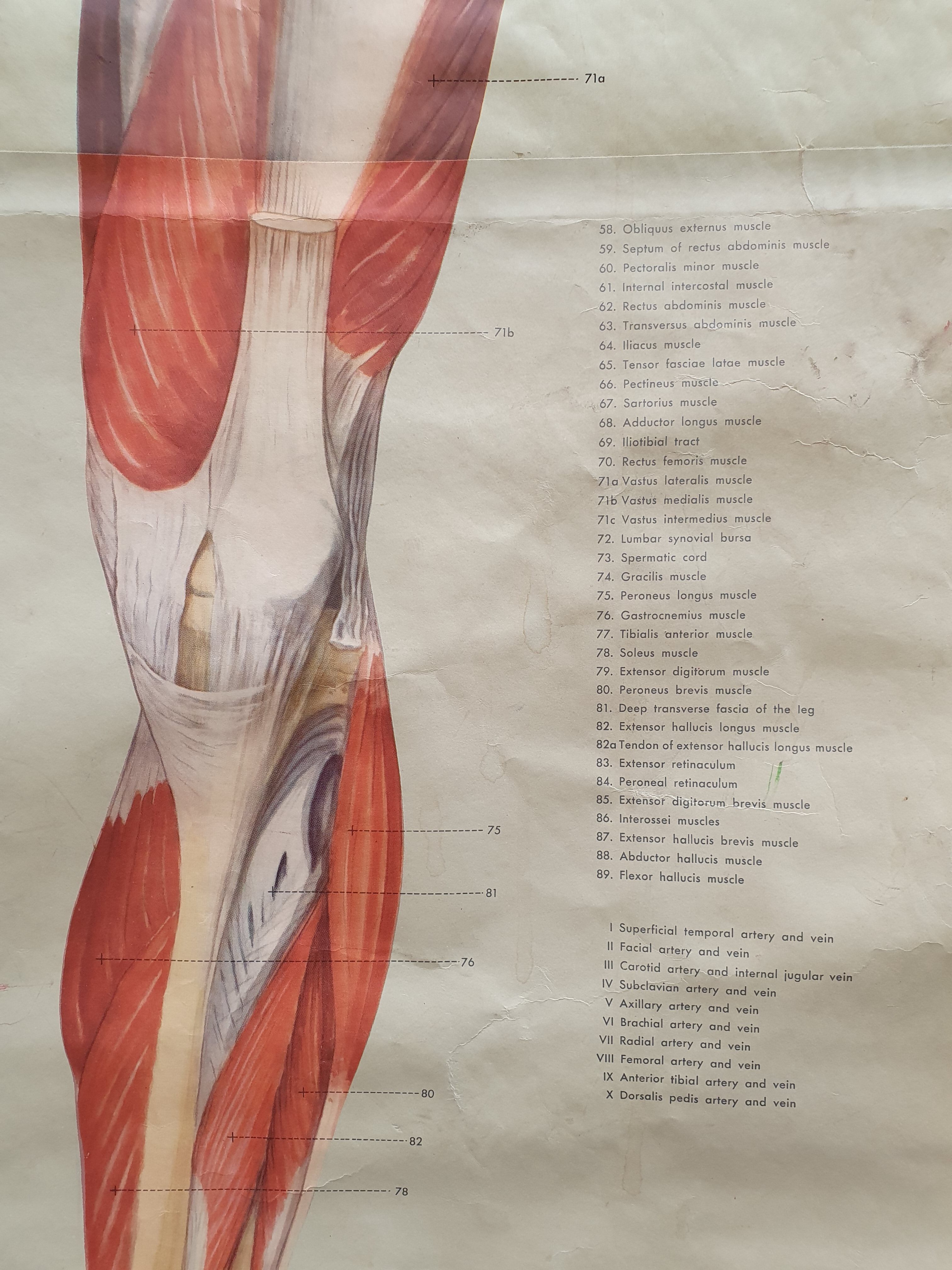 Anatomical plate 1960