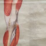 Anatomical plate 1960