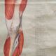 Anatomical plate 1960
