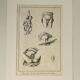 Engravings EIGHTEENth hermaphrodites Diderot cabinet curiosity