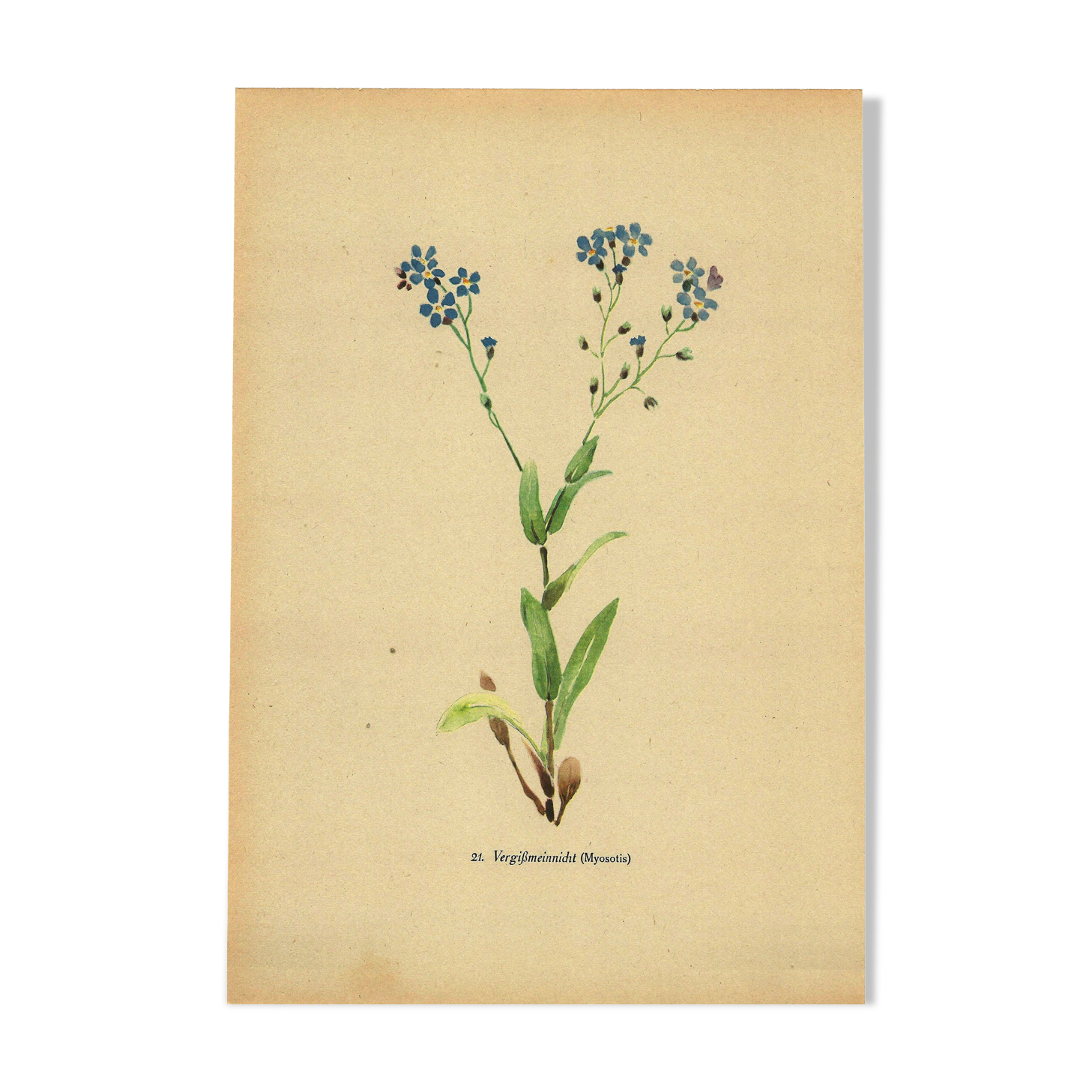 Illustration aquarelle botanique de 1948 par H.Strache -Myosotis