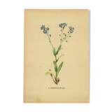 Botanical watercolor illustration from 1948 by H.Strache - Myosotis
