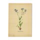 Illustration aquarelle botanique de 1948 par H.Strache -Myosotis
