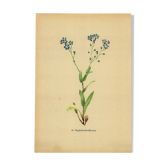 Illustration aquarelle botanique de 1948 par H.Strache -Myosotis