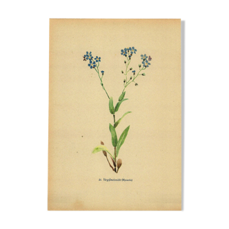 Botanical watercolor illustration from 1948 by H.Strache - Myosotis