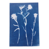 Cyanotype thistle vintage