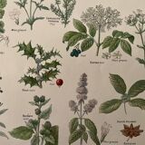 Lithographie plantes médicinales (XXV) Cerfeuil Sauge Melisse - 1920