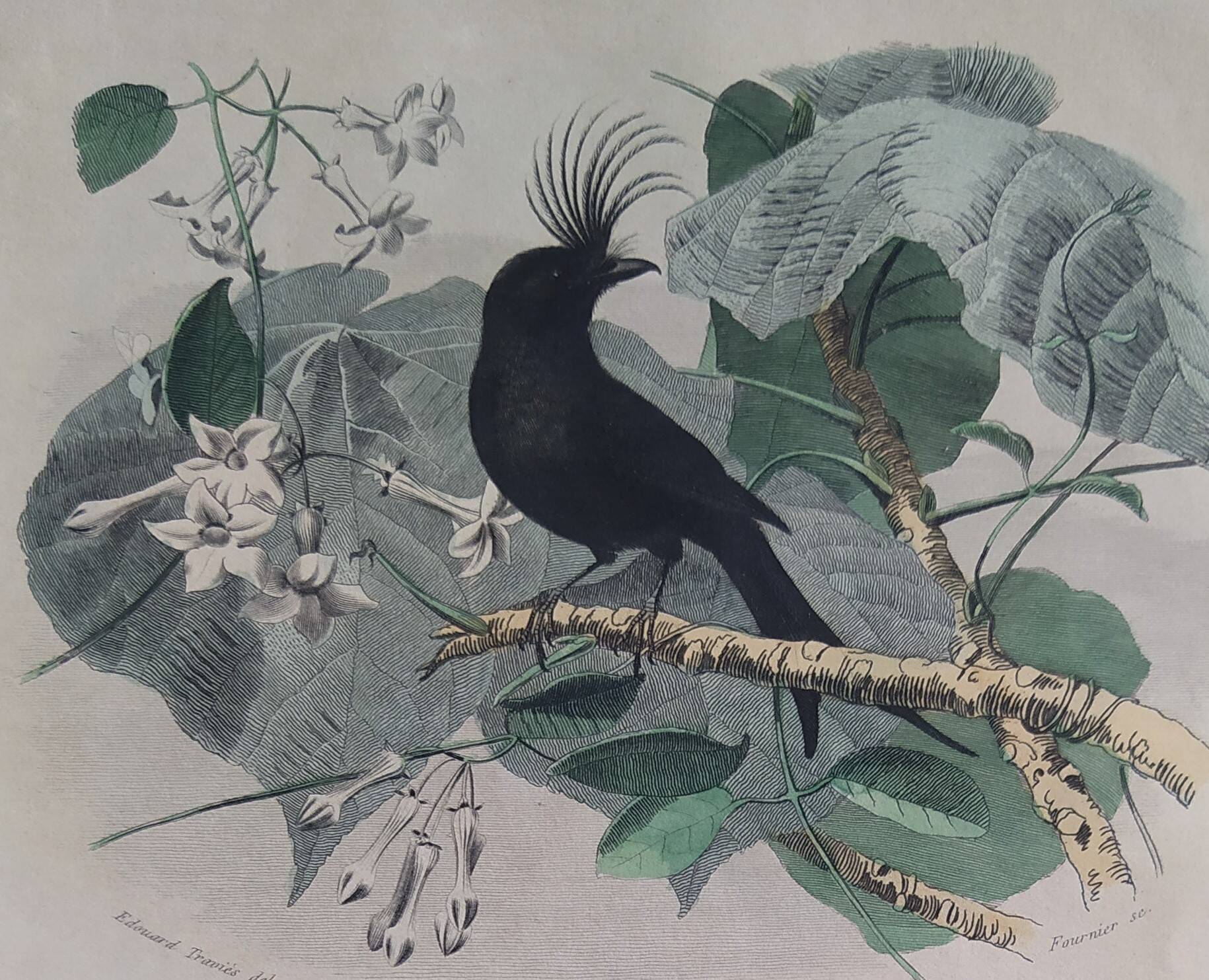 Ornithological Plate Buffon 1838 "Drongo, Iron Gray Fig, Spotted Fig"