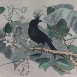 Ornithological Plate Buffon 1838 "Drongo, Iron Gray Fig, Spotted Fig"